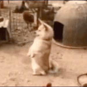 Meet your Posher, Joaquin